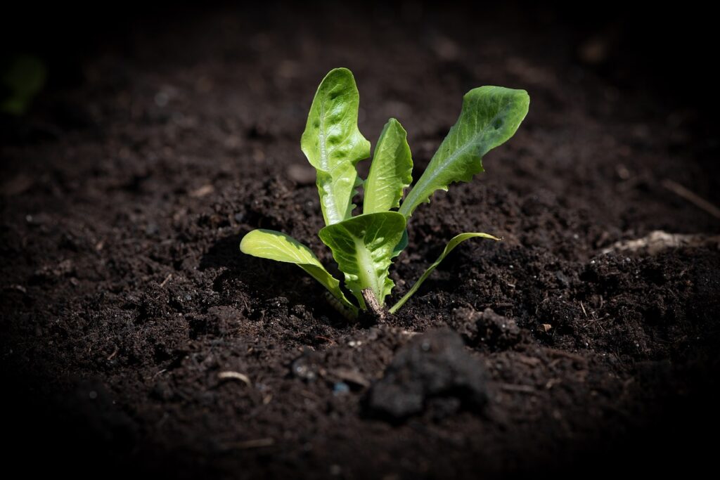 lettuce seedling, salad, garden